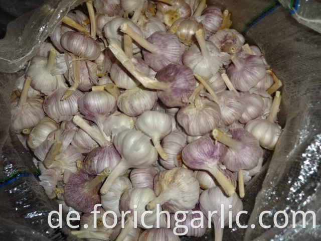 Regular White Garlic